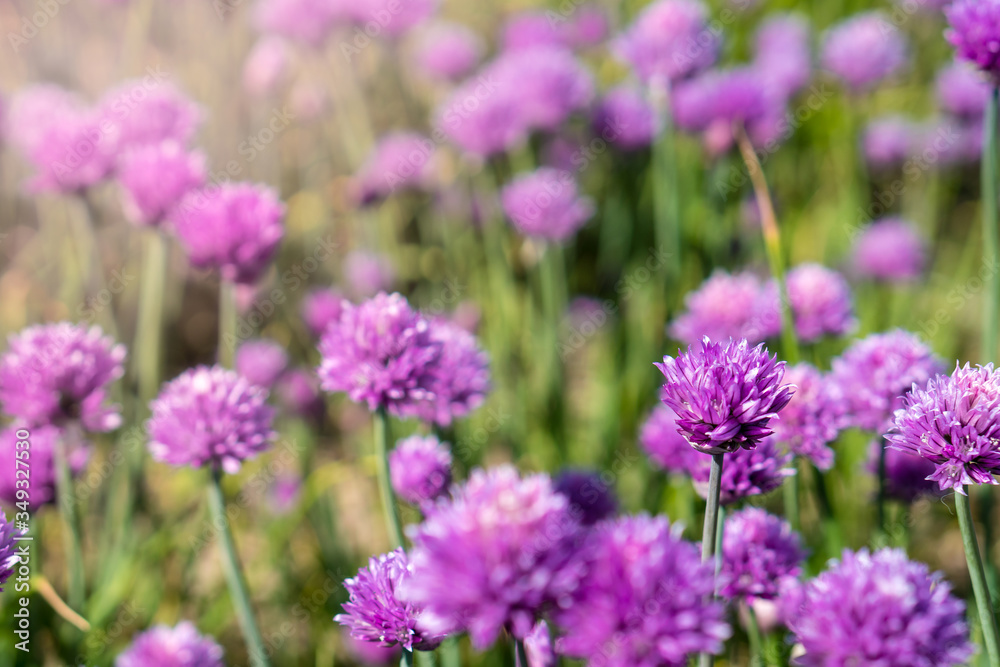 Fresh chive flowers in agriculture with space for text or logos Fresh chive flowers in agriculture with space for text or logos