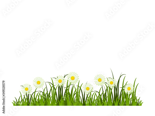 daisies in grass