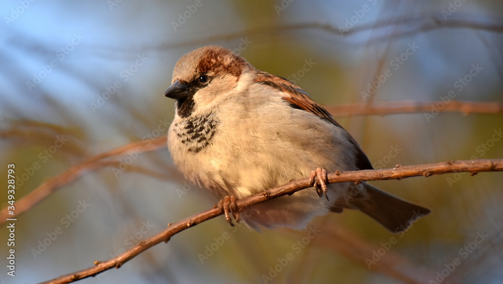 House Sparrow on a branch in spring in a park area.
The color of the plumage is brownish-brown on top, rust-colored with black spots, whitish or gray underneath.
Selective focus. House Sparrow on a branch in spring in a park area.
The color of the plumage is brownish-brown on top, rust-colored with black spots, whitish or gray underneath.
Selective focus.
