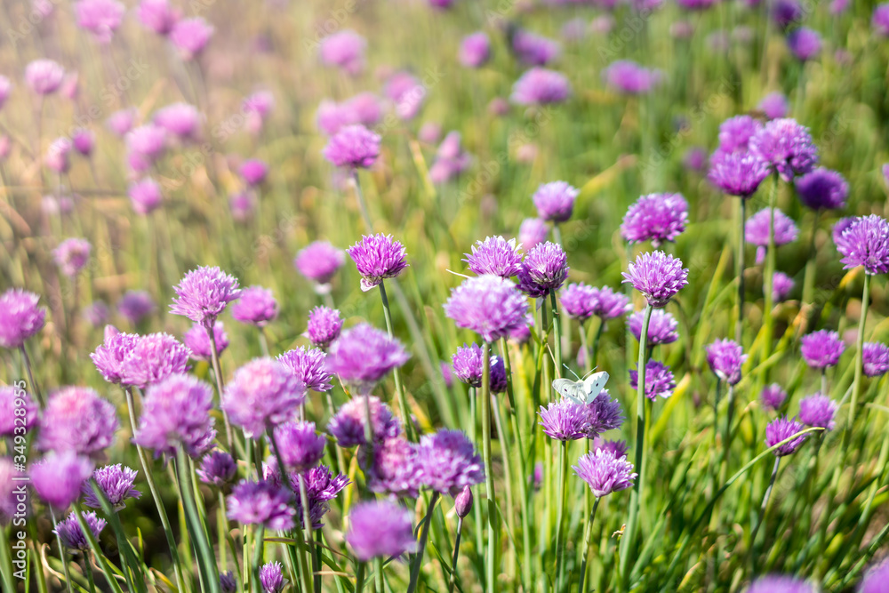 Fresh chive flowers in agriculture with space for text or logos Fresh chive flowers in agriculture with space for text or logos