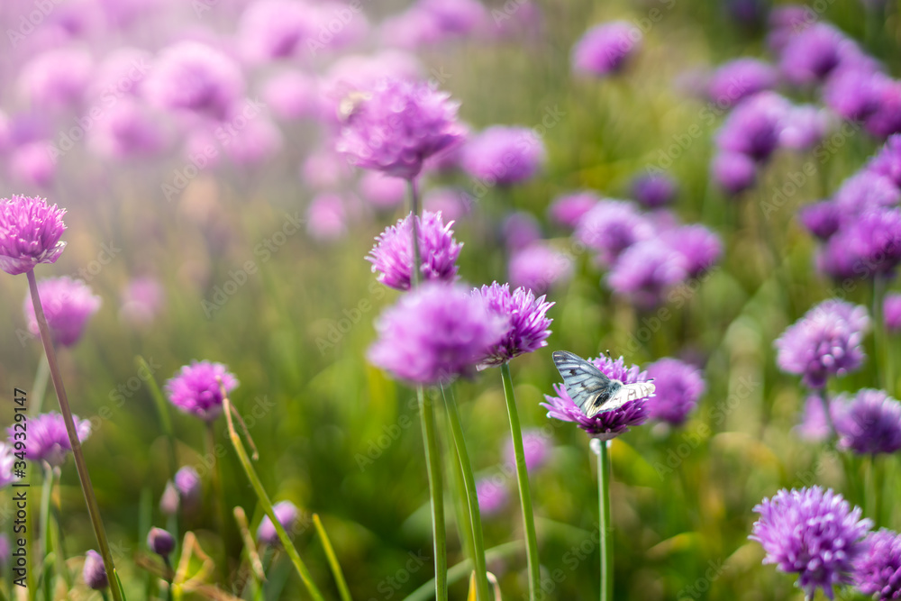 Fresh chive flowers in agriculture with space for text or logos Fresh chive flowers in agriculture with space for text or logos
