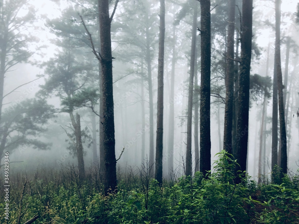 Beautiful landscape of rain forest in Sri Lanka Beautiful landscape of rain forest in Sri Lanka