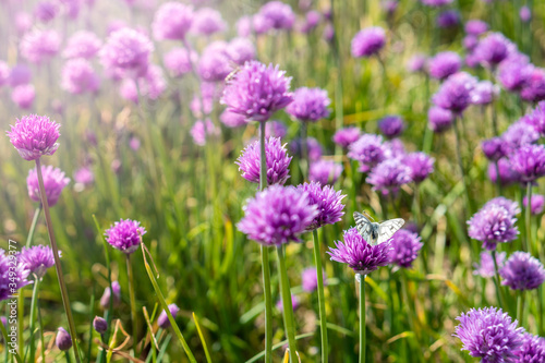 Fresh chive flowers in agriculture with space for text or logos © Mathias Podstawka