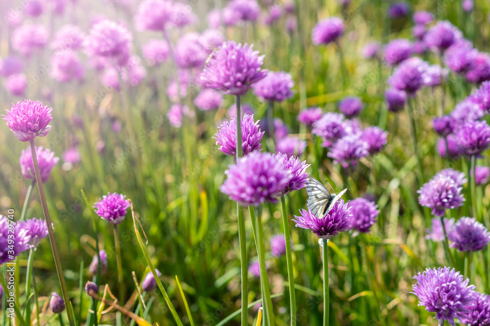 Fresh chive flowers in agriculture with space for text or logos Fresh chive flowers in agriculture with space for text or logos