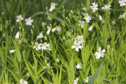 White flowers