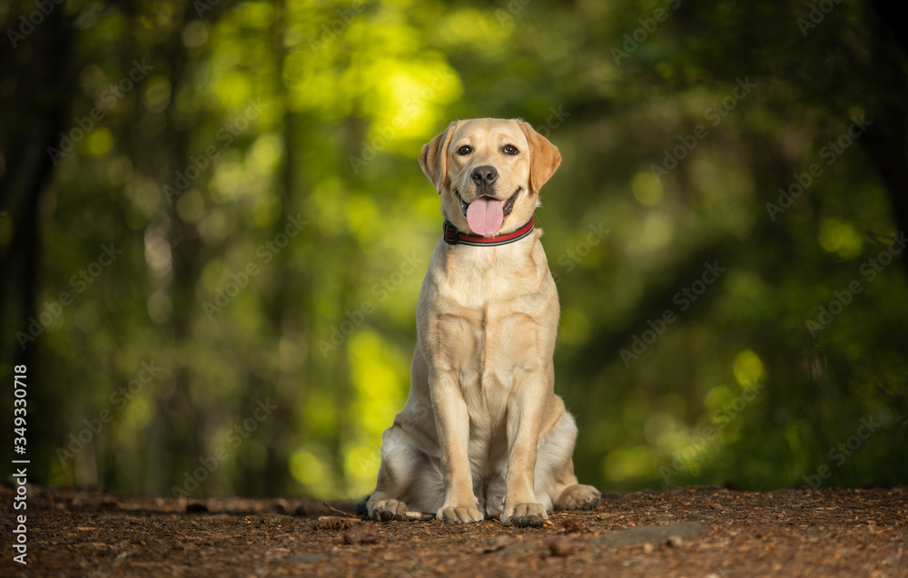 Cute yellow labrador retriever puppy sitting in the forest - obrazy, fototapety, plakaty 