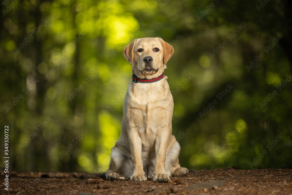 Cute yellow labrador retriever puppy sitting in the forest