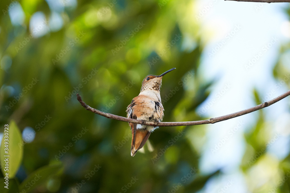 Obraz premium Hummingbird Brown Resting on Maple branch. Preening feathers. Different head positions. Looking left and Right.