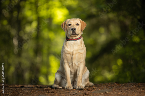 Cute yellow labrador retriever puppy sitting in the forest