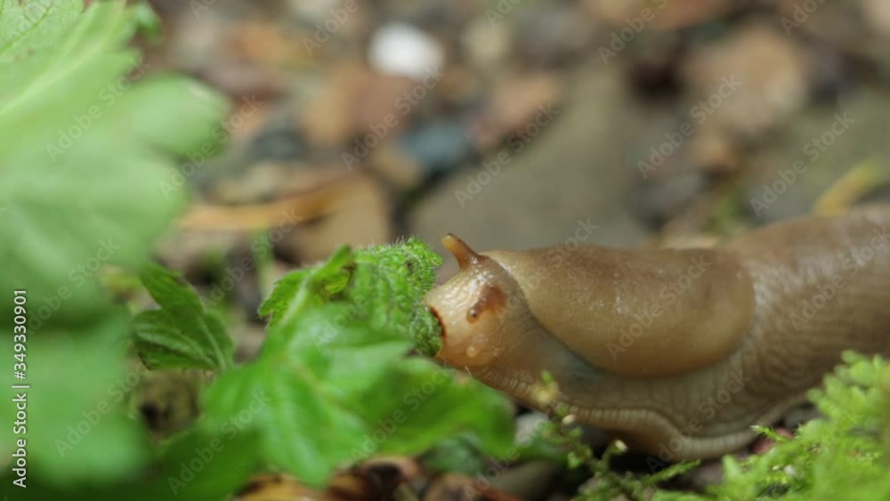 Small banana slug seen up close and personal as it enjoys eating a leafy meal Small banana slug seen up close and personal as it enjoys eating a leafy meal