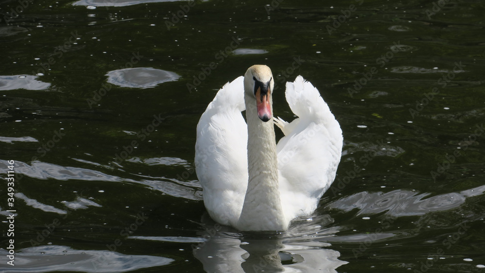 Obraz premium Alsterschwan 01