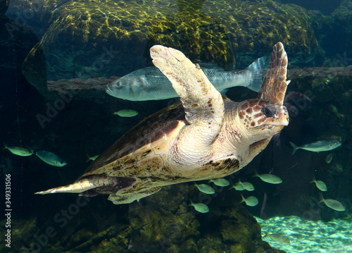 Sea turtle and fish in aquarium