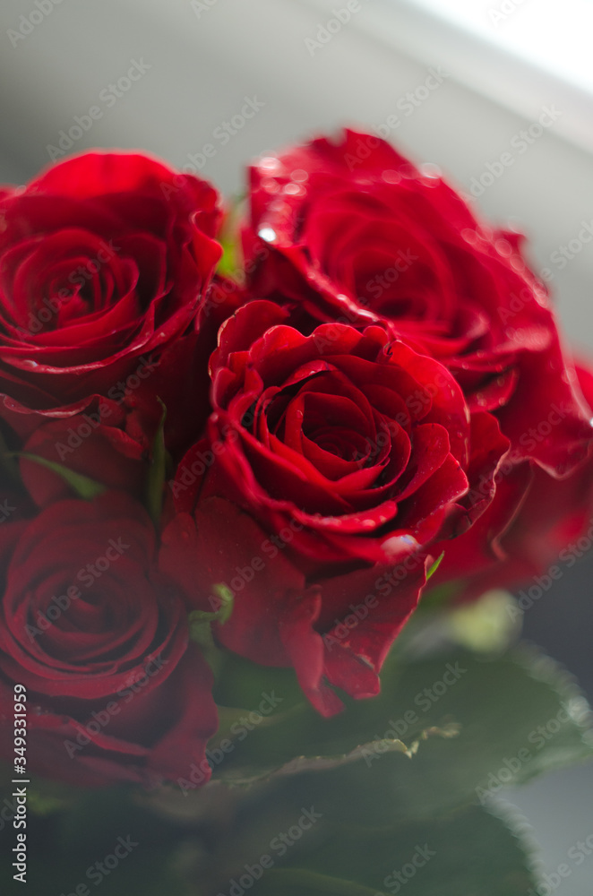 Fototapeta premium red roses on a white background