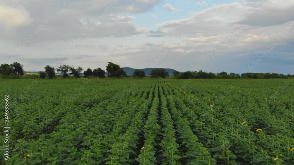Field from the drone green sunflowers field are grow against a bright sky Field from the drone green sunflowers field are grow against a bright sky