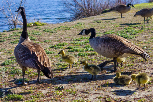 parents Canada geese, with baby geese, goslings in spring near a lake Gatineau, Quebec