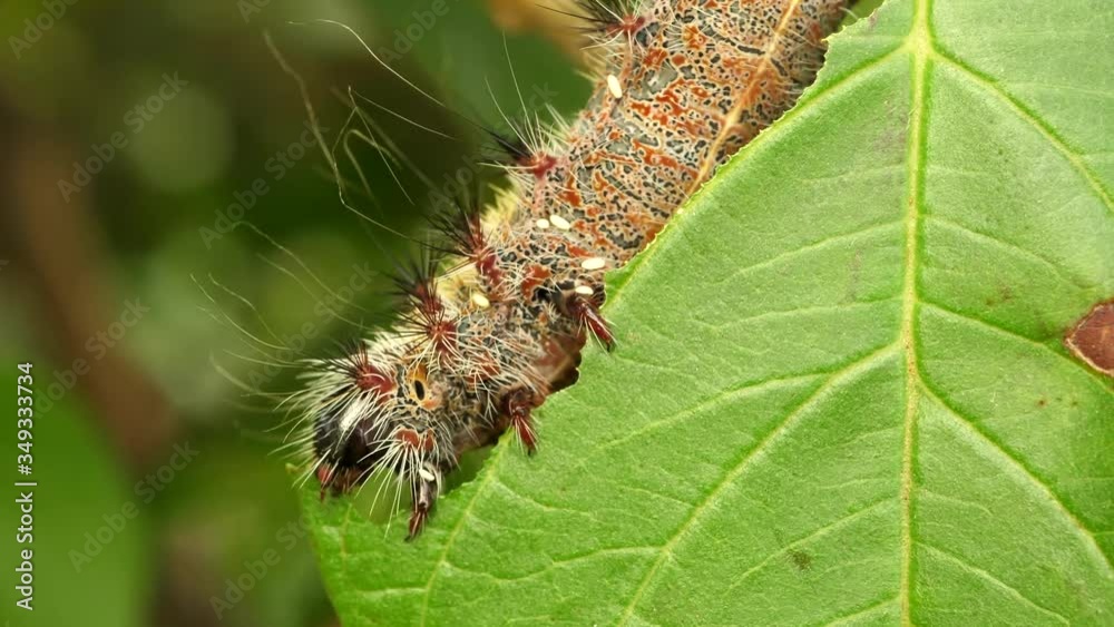 Time lapse: close up profile of hairy caterpillar eating green guava tree leaf, South Africa Time lapse: close up profile of hairy caterpillar eating green guava tree leaf, South Africa