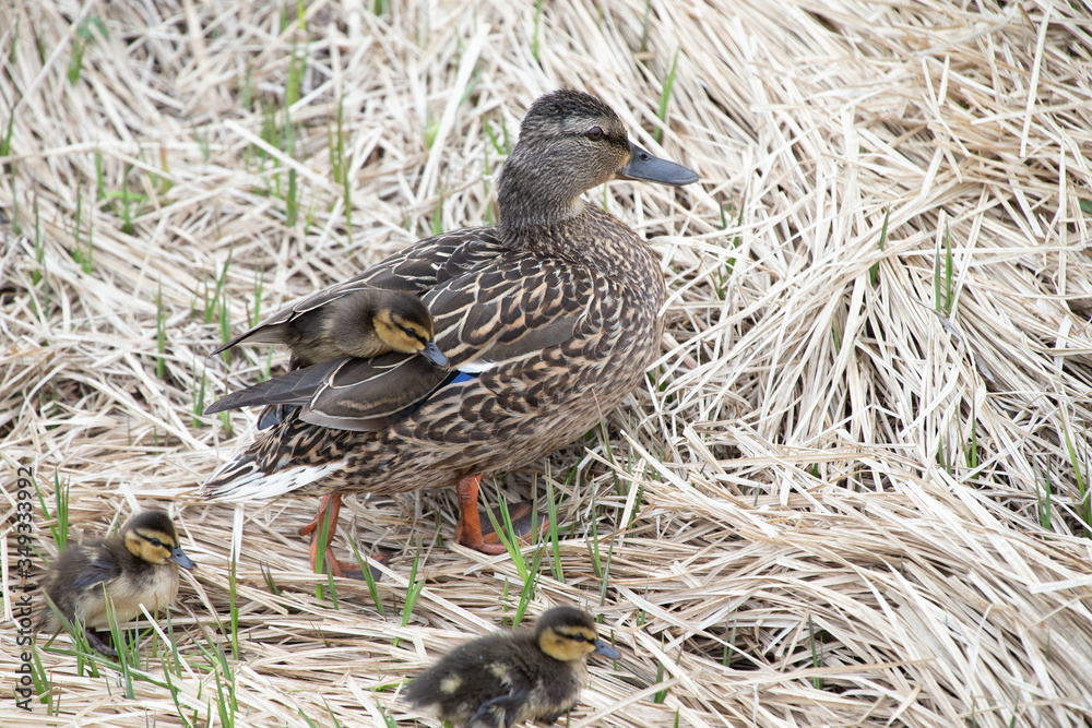 Mallard and ducklings