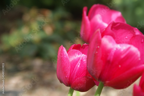 bright pink tulips  Tulipa  in a garden 1