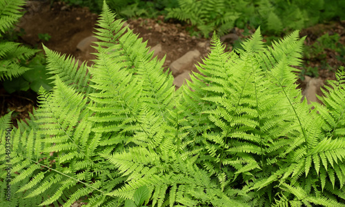 Bush of a fern leaves in the summer green forest