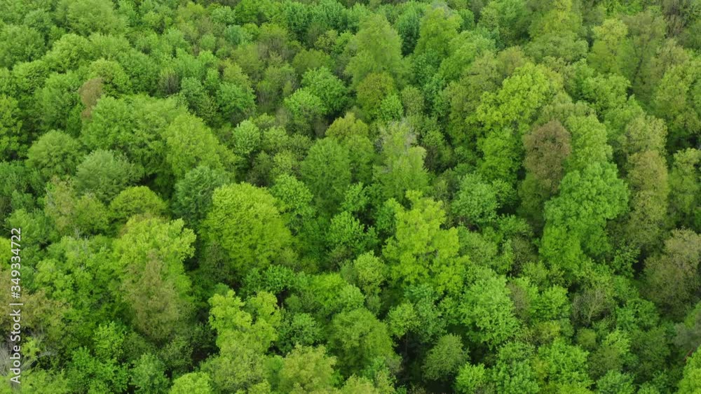 Aerial view of beech forest, Steigerwald, Franconia, Bavaria, Germany Aerial view of beech forest, Steigerwald, Franconia, Bavaria, Germany