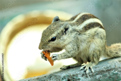 squirrel eating food