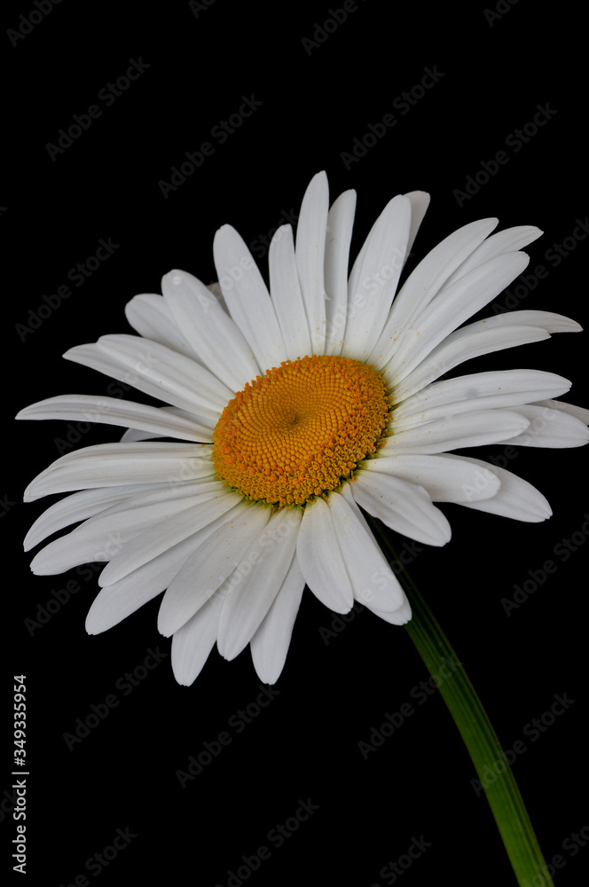 daisy flower growing on a black background daisy flower growing on a black background