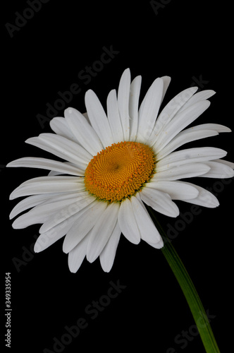 daisy flower growing on a black background