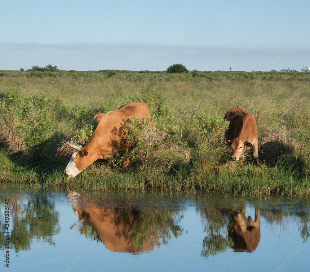 Cow sticking out his tongue reaches for the lush grass on the shore of the reservoir. Cow and calf are reflected in the water. Louisiana, USA Cow sticking out his tongue reaches for the lush grass on the shore of the reservoir. Cow and calf are reflected in the water. Louisiana, USA