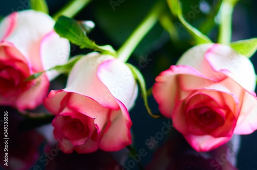 red rose stands on a black background