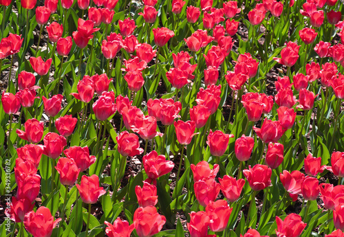 the field of red tulips