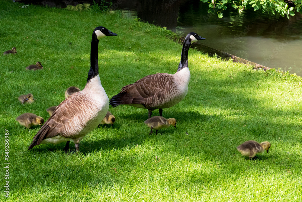 Kanadagans mit jungen Küken auf einer Wiese Kanadagans mit jungen Küken auf einer Wiese
