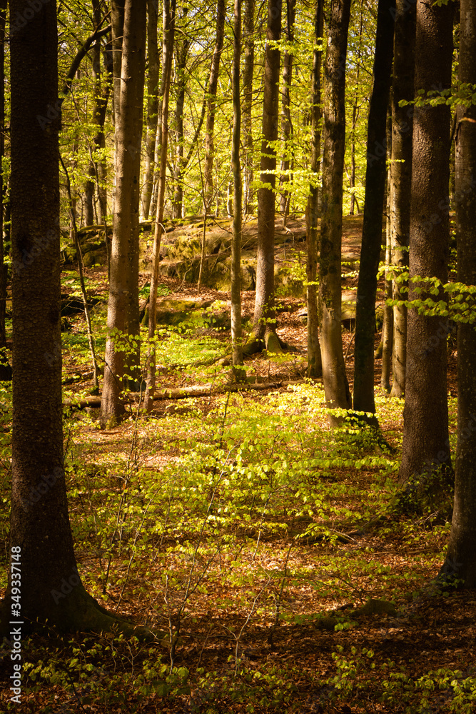 Obraz premium path in the forest
