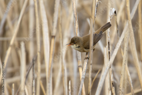 Reed Warbler - a bird over a forest pond