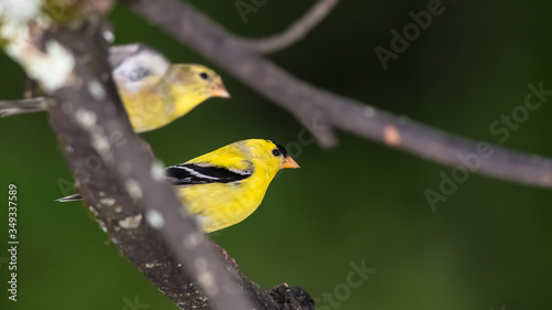 Pair of American Goldfinch Perched in a Tree © rck