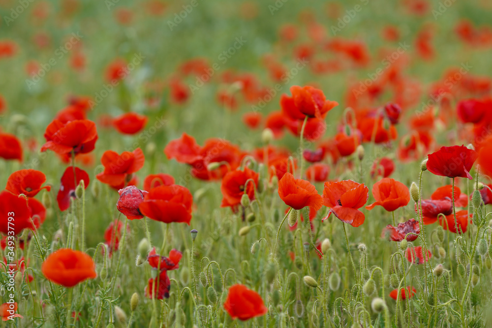 Beautiful big red poppy field in the morning sunlight. photographed from above. Soft focus blurred background. Europe Hungary