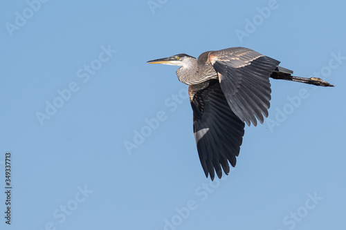 Great Blue Heron Flying in a Blue Sky © rck