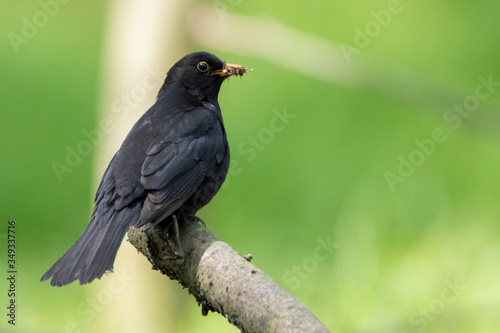 Blackbird, resident of forests and parks