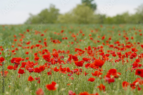 Beautiful big red poppy field in the morning sunlight. Gray clouds in the sky. Soft focus blurred background. Europe Hungary