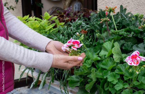 hand flower shop street market seller offer pink greens green