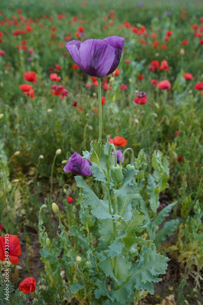 Obraz premium Beautiful big purple poppy flower in the morning sunlight. red poppy field in the background. Soft focus blurred background. Europe Hungary