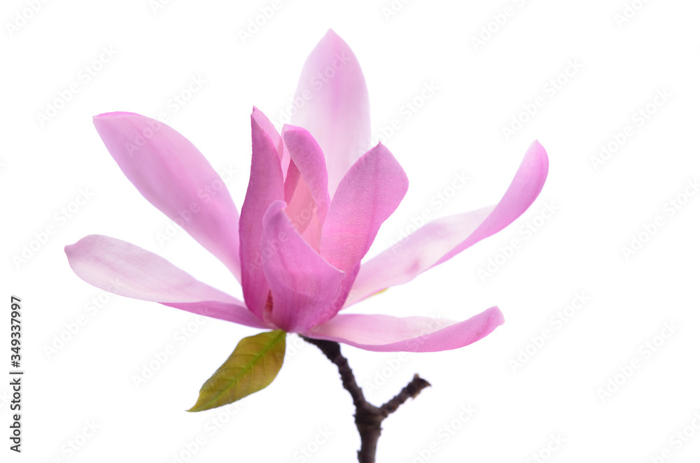 Obraz premium Beautiful delicate purple magnolia close up isolated on white background