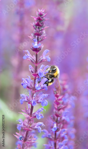 Bumble bee on purple flower