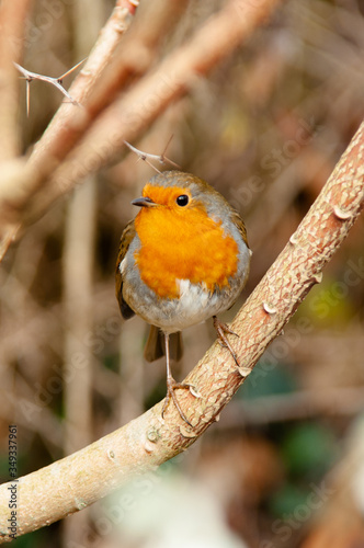 Robin sitting on branch in tree
