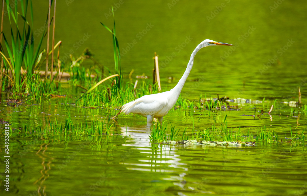 Obraz premium great blue heron