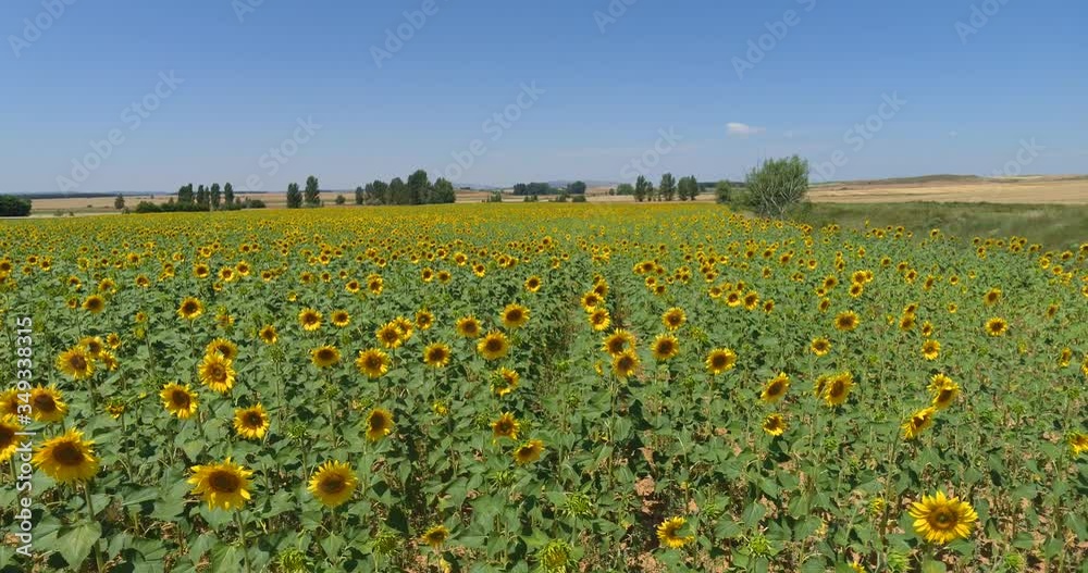 Aerial view of a plantation of yellow sunflowers growing in the field on a sunny day. Video with many sunflowers in rows that bloom in summer. Aerial view of drone Aerial view of a plantation of yellow sunflowers growing in the field on a sunny day. Video with many sunflowers in rows that bloom in summer. Aerial view of drone