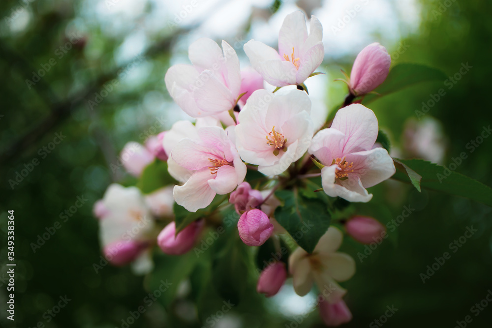 Obraz premium White-pink flowers of apple trees bloom on a branch. Close-up. The concept of spring, summer, flowering, holiday. Image for banner, postcards.