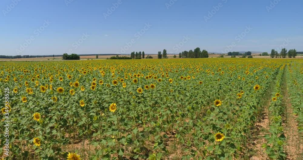Aerial view of a plantation of yellow sunflowers growing in the field on a sunny day. Video with many sunflowers in rows that bloom in summer. Aerial view of drone Aerial view of a plantation of yellow sunflowers growing in the field on a sunny day. Video with many sunflowers in rows that bloom in summer. Aerial view of drone