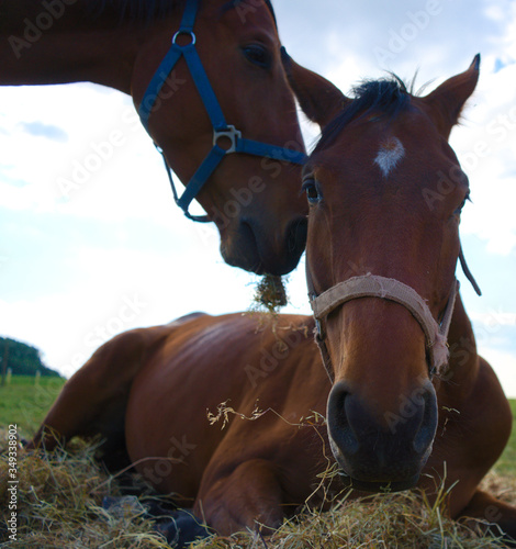 Two brown horses with one horse laying down in hay