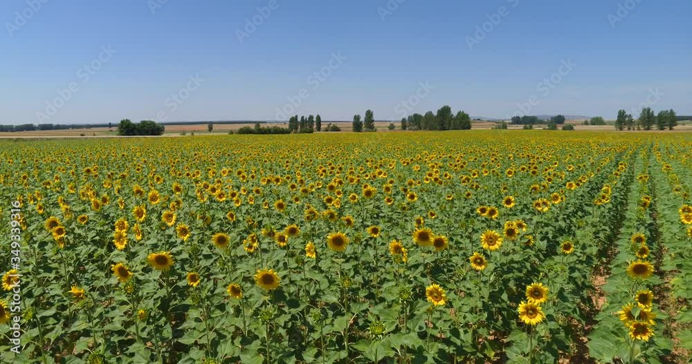Aerial view of a plantation of yellow sunflowers growing in the field on a sunny day. Video with many sunflowers in rows that bloom in summer. Aerial view of drone Aerial view of a plantation of yellow sunflowers growing in the field on a sunny day. Video with many sunflowers in rows that bloom in summer. Aerial view of drone