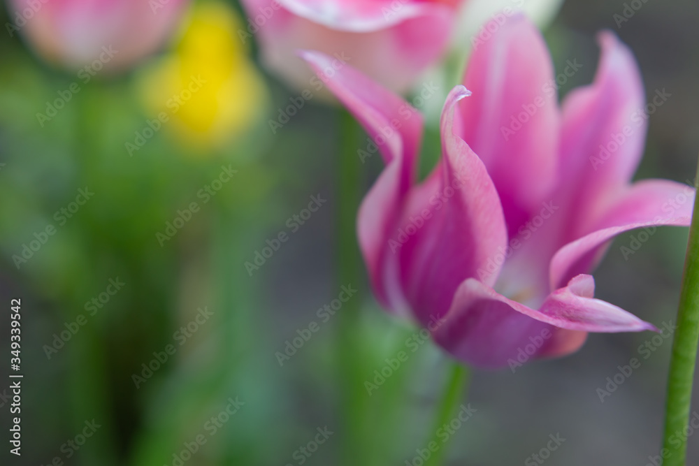 spring flowers background. lilac Tulip with sharp petals
